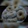 Cooksnap dari Kisz Yow Kris Na untuk resep Donat Ubi ungu(tanpa Telur)