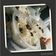 Cooksnap dari yasmin khairani untuk resep Oreo cheescake