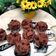 Cooksnap dari Rani Saraswati untuk resep Bolu Kukus Mekar Soda Chocochips No BP resep jadoel