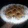 El cooksnap de Maii Cords cuando hizo Pasta frola de dulce de leche .