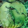 Cooksnap dari SM untuk resep Gulai Ikan Nila