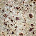 Fazila's cooksnap of when they made Soft chapati.