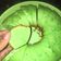 Cooksnap dari Luthfyana Khoirinnisa Hanafi untuk resep Bolu pandan baking pan