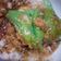 Cooksnap dari vitacatring untuk resep Lupis