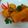 Cooksnap dari food homy untuk resep Risol