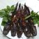 Cooksnap dari eriek trih untuk resep Lele panggang oven