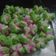 Cooksnap dari Mussy AmaRossi untuk resep Bolu Kukus Semangka a.k.a Bolu Kukus Mekar