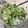 Lisa's cooksnap of when they made Gurkensalat mit Dilldressing.