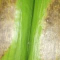 Cooksnap dari dettajaya untuk resep Nasi Bakar Ayam Suwir Kemangi