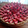 El cooksnap de silvia dujan cuando hizo Tarta de frutas.