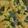 Monika gupta 's cooksnap of when they made Khandvi and Khandvi Sev.