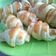 Cooksnap dari syaela fitria untuk resep Puff Pastry Homemade