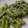 El cooksnap de Daniel González cuando hizo Macarrones integrales con pesto de Espinacas. 🌾VEGANO🌾.