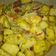 Cooksnap dari Endah Rosdiyanti untuk resep 3TKP (tumis toge tahu kuning pedas) 😁