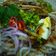 Cooksnap Ziana Chesaad semasa beliau membuat Laksa.