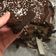 Cooksnap από Sitronella στη συνταγή Brownies χωρίς αλεύρι