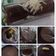 Cooksnap dari Susana el untuk resep Dadar Gulung Pisang Coklat