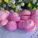 Cooksnap dari Ny. Indra untuk resep Macaron