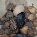 Cooksnap dari Prihandini Astuti untuk resep Semur daging kambing