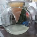 El cooksnap de Mardonez99 cuando hizo Vino de arroz - Casero.