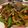 Monica Chen 的 蒜香油蔥煎牛舌 cooksnap