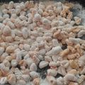 El cooksnap de Ivi cuando hizo Ñoquis de ricota y calabaza.