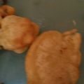 Cooksnap dari Alsa Enik untuk resep Ayam Goreng Kriuk