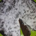 Cooksnap dari Rini Syahri untuk resep Bolu Agar Agar magic com