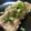 Cooksnap dari Miranda untuk resep Fillet dorry steam ala hongkong