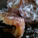 Cooksnap dari Bunda kika untuk resep Oreo Goreng