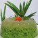 Cooksnap dari Merra Bawati untuk resep Puding lumut