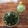 Cooksnap dari Wiwieka oke untuk resep Kale Chips