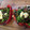 El cooksnap de Cook_and_Jud cuando hizo Pimientos rellenos con brócoli.