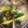 Cooksnap dari Zilfi Fatmarida untuk resep Pindang Patin khas Palembang