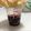 รูป Cooksnap ของ กันยารัตน์ โพธิ์เอี่ยม เมื่อเขาทำ ฮันนี่โทสต์