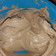 Cooksnap dari Euis Kurniawati untuk resep Buttercream Lembuuttt dan Kokoh