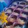 Cooksnap dari Dwi Sulistyowati untuk resep Terang Bulan mini (martabak manis mini)