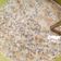 Cooksnap από Δέσποινα Καρπούζα στη συνταγή Mini healthy πρωινό με σπόρους chia