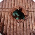 Cooksnap dari susum untuk resep Bolketem(Bolu Ketan hitam)