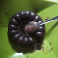 Cooksnap dari Aerials untuk resep Choco lava kukus
