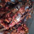 Cooksnap dari Nani Wardhani untuk resep Balado Ikan Cue