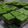 Cooksnap dari puti untuk resep Kue talam Ketan Srikaya pandan
