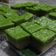 Cooksnap dari puti untuk resep Kue talam Ketan Srikaya pandan