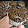 Cooksnap nina ramadzan semasa beliau membuat 👩‍🍳Muffin Chocolate Chips Sukatan Cawan.