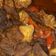 Cooksnap dari Yustin Eka Orin untuk resep Krengsengan Daging Sapi
