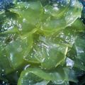 নিবেদিতা ঘোষাল পন্ডিত's cooksnap of when they made প্লাস্টিক চাটনি (plastic chutney recipe in bengali).