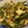 Psyche Chang 的 金沙秋葵 cooksnap