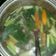 Cooksnap dari Karina Silvyana untuk resep Sayur bening sawi hijau