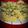 Komal Khatwani's cooksnap of when they made ખમણ (khaman recipe in Gujarati).