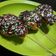 Cooksnap dari Cahyani Puji untuk resep Donat Paha Ayam Lembut Tanpa Mixer